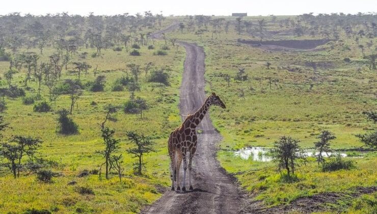 SURF TO SAVANNAH – MASAI MARA 3-DAY FLIGHT SAFARI