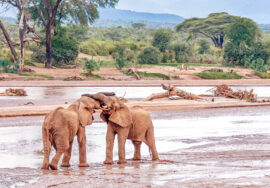 Samburu National Park