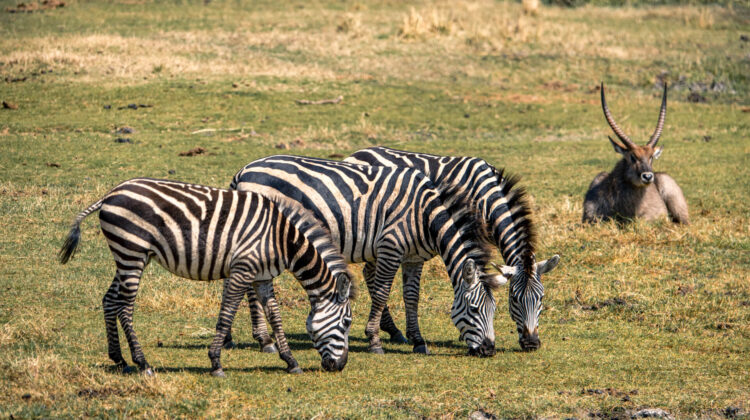 TWO FULL WEEKS – EAST AFRICA SAFARI ADVENTURE