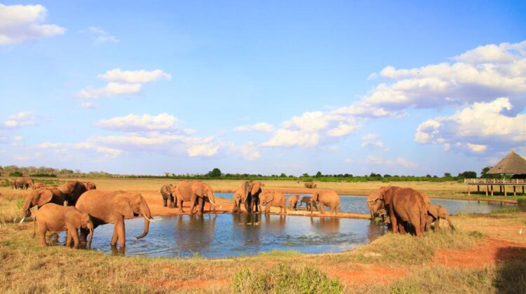 Tsavo East 1 Day Safari, From Beach to Beach