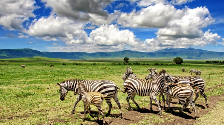 WORLD OF VARIETY – 9 DAY SAFARI ADVENTURE BY 4X4 LAND CRUISER JEEP You’ll See 5 Famous Parks & Reserves